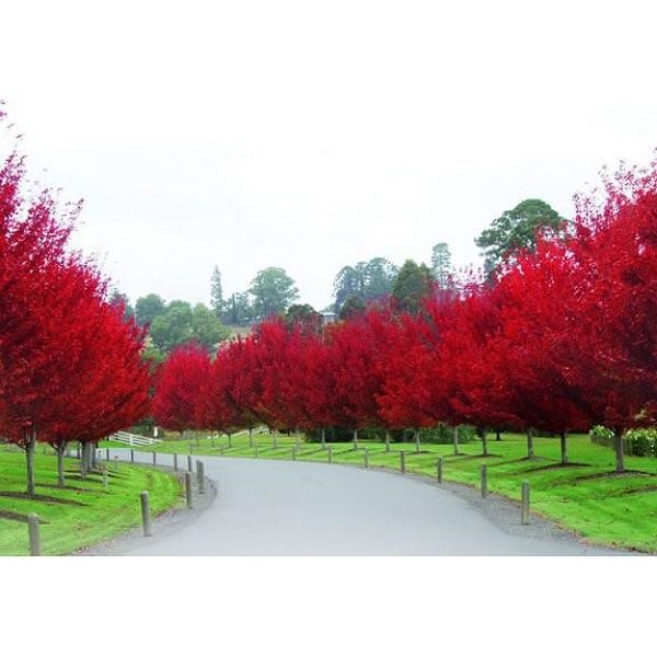 درختان زینتی فضای سبز و باغ و محوطه