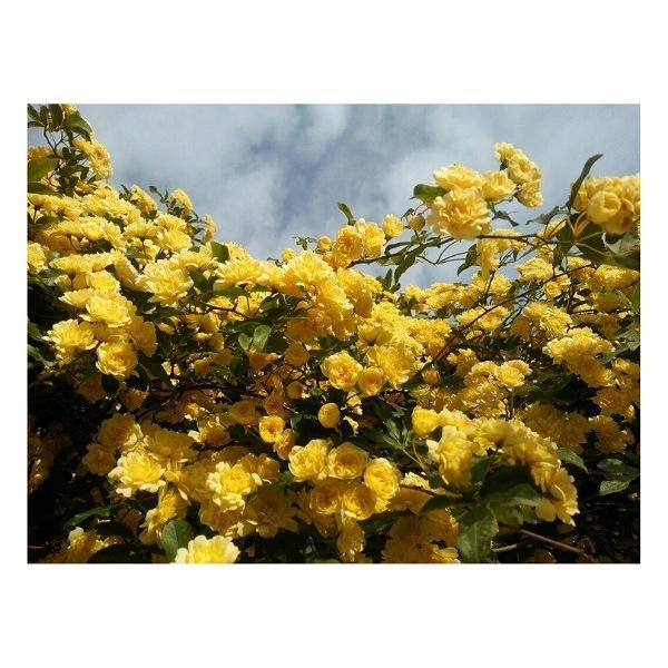 درختان زینتی فضای سبز و باغ و محوطه