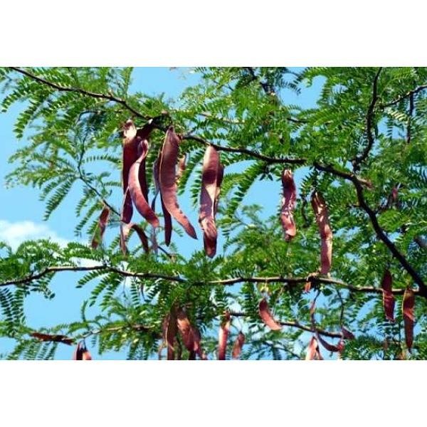 درختان زینتی فضای سبز و باغ و محوطه