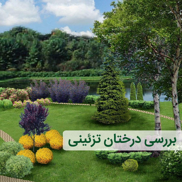 انواع درختان زینتی فضای سبز و باغ و محوطه
